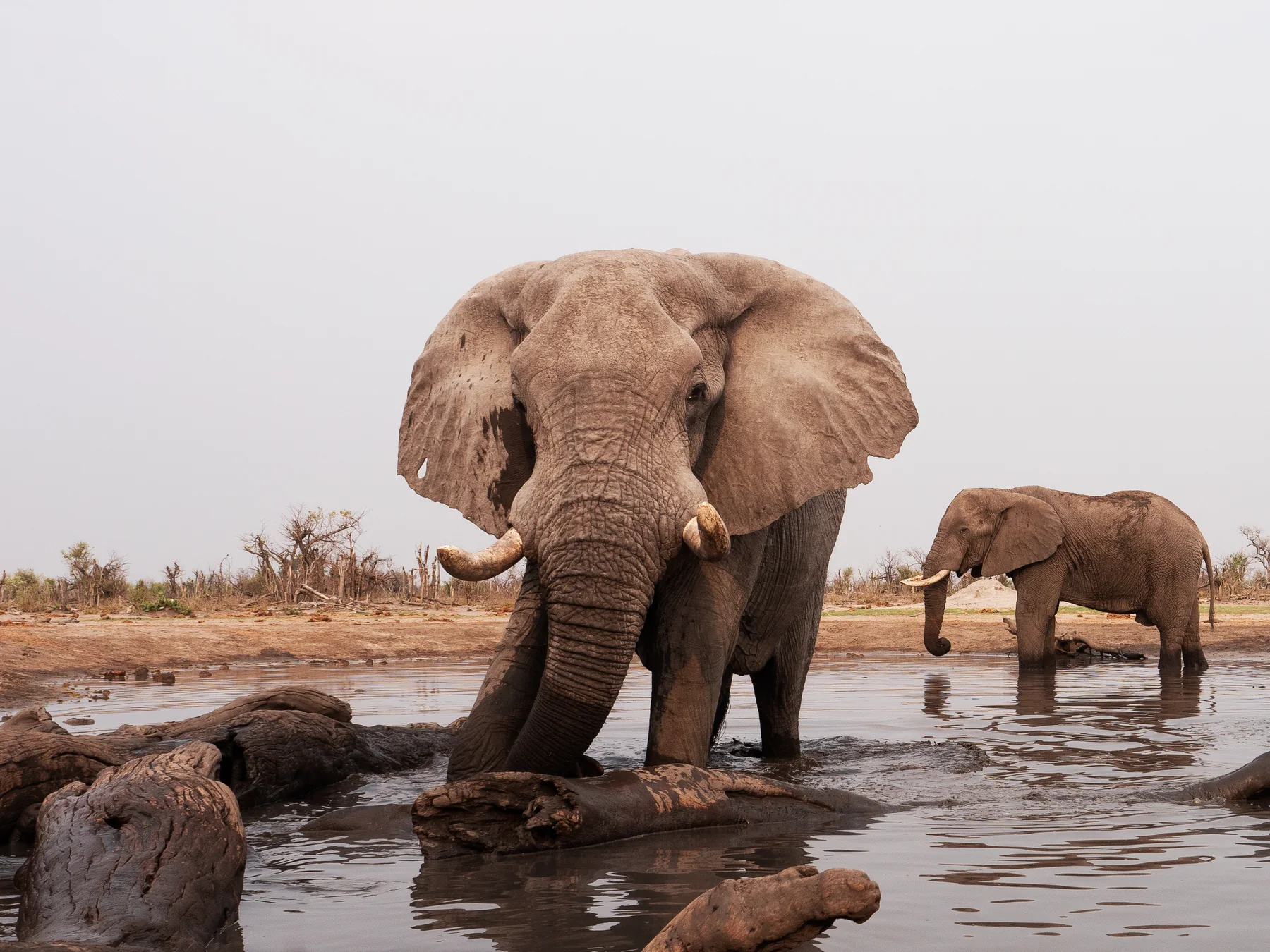 Elefanten an einem Wasserloch in Botswana