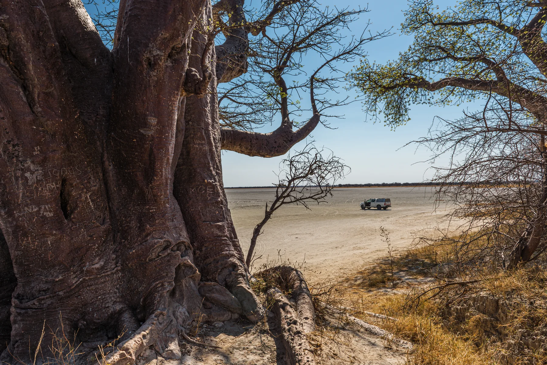 Baobab am Rand der Makgadikgadi-Salzpfanne in Botswana