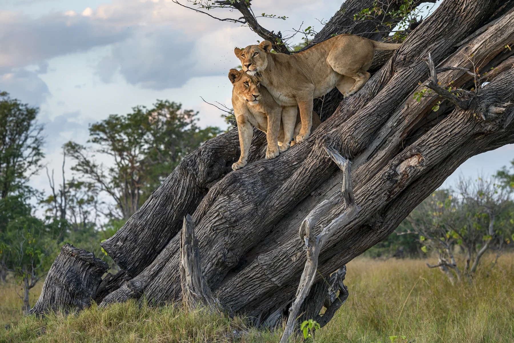 Zwei Löwen ruhen in einem Baum im Moremi Game Reserve in Botswana