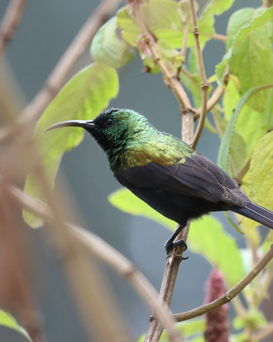 Bronzenektarvogel zwischen Blättern
