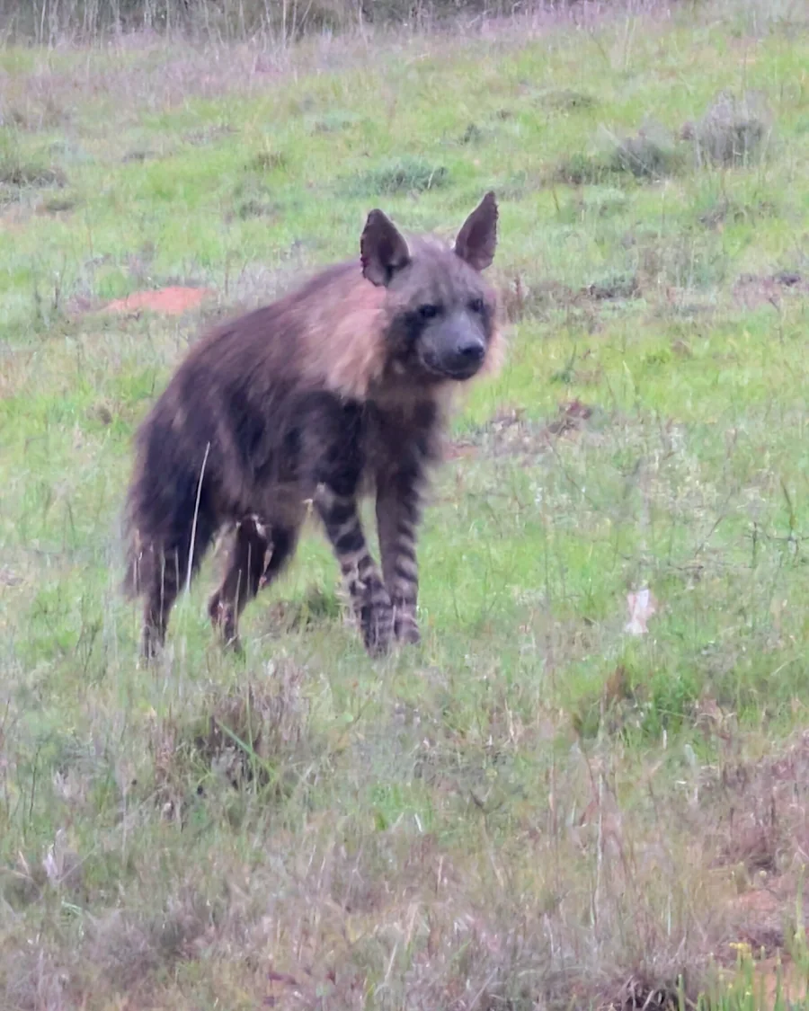 Schabrackenhyäne als charakteristische Tierart von Madikwe