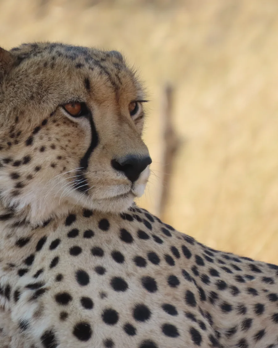 Gepard als Artenporträt für die malariafreie Waterberg-Region