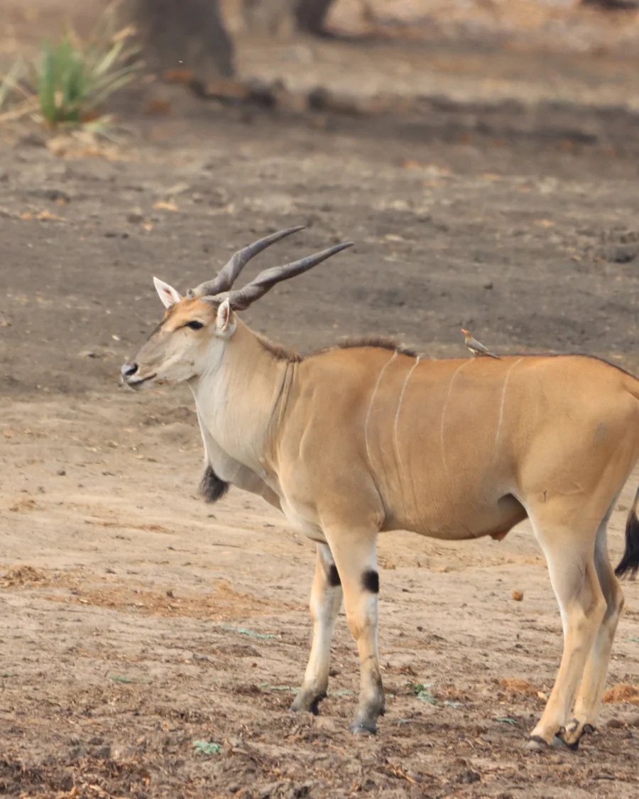 Elenantilope in der Savanne