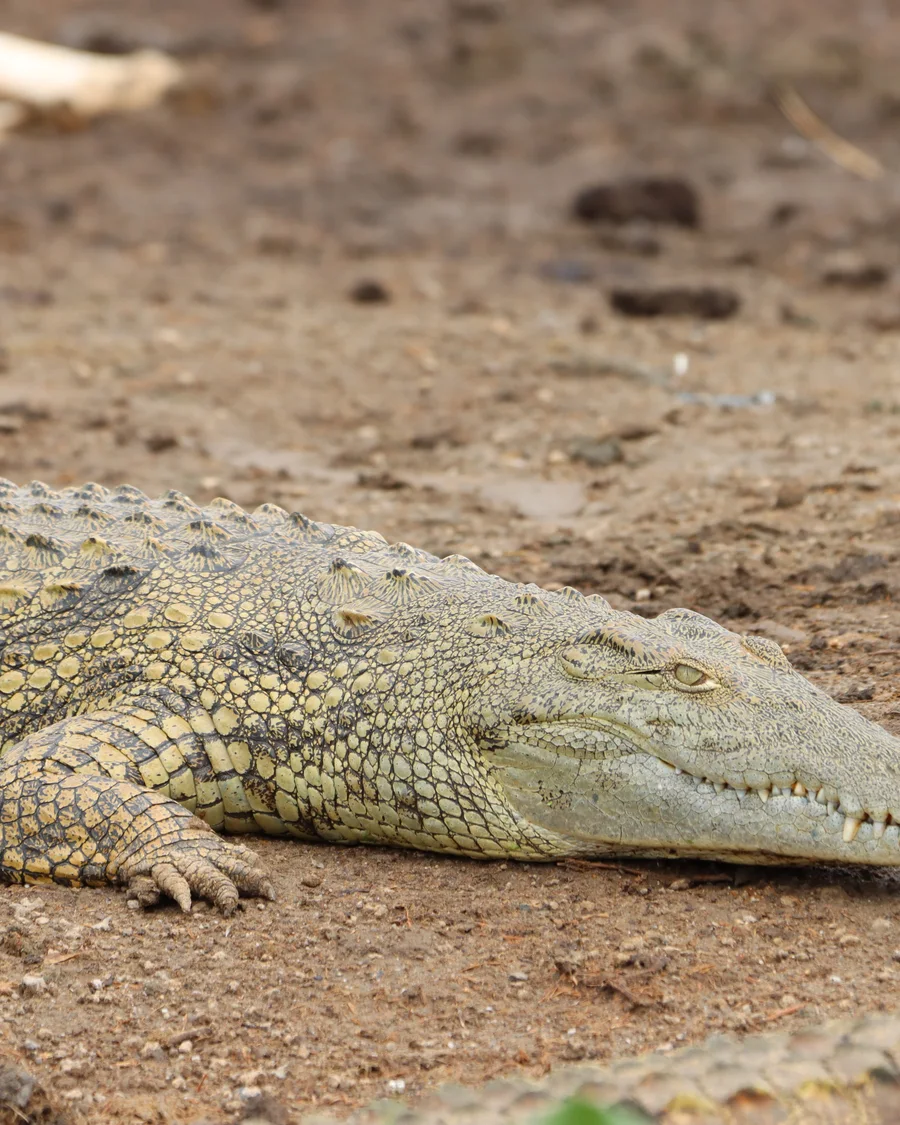 Nilkrokodil als Artenporträt für die Tierwelt am Lake Turkana