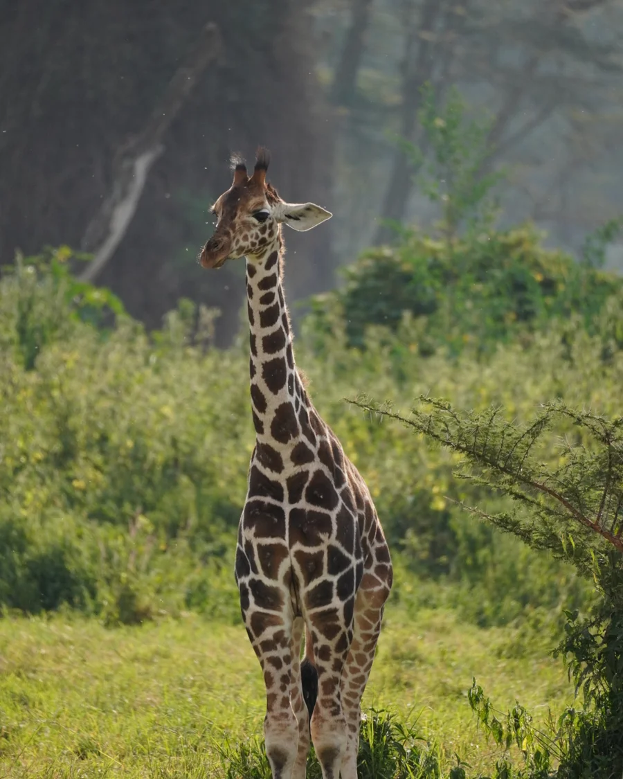 Giraffe im grünen Buschland