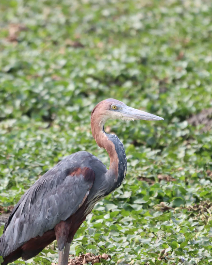 Goliathreiher am Wasser