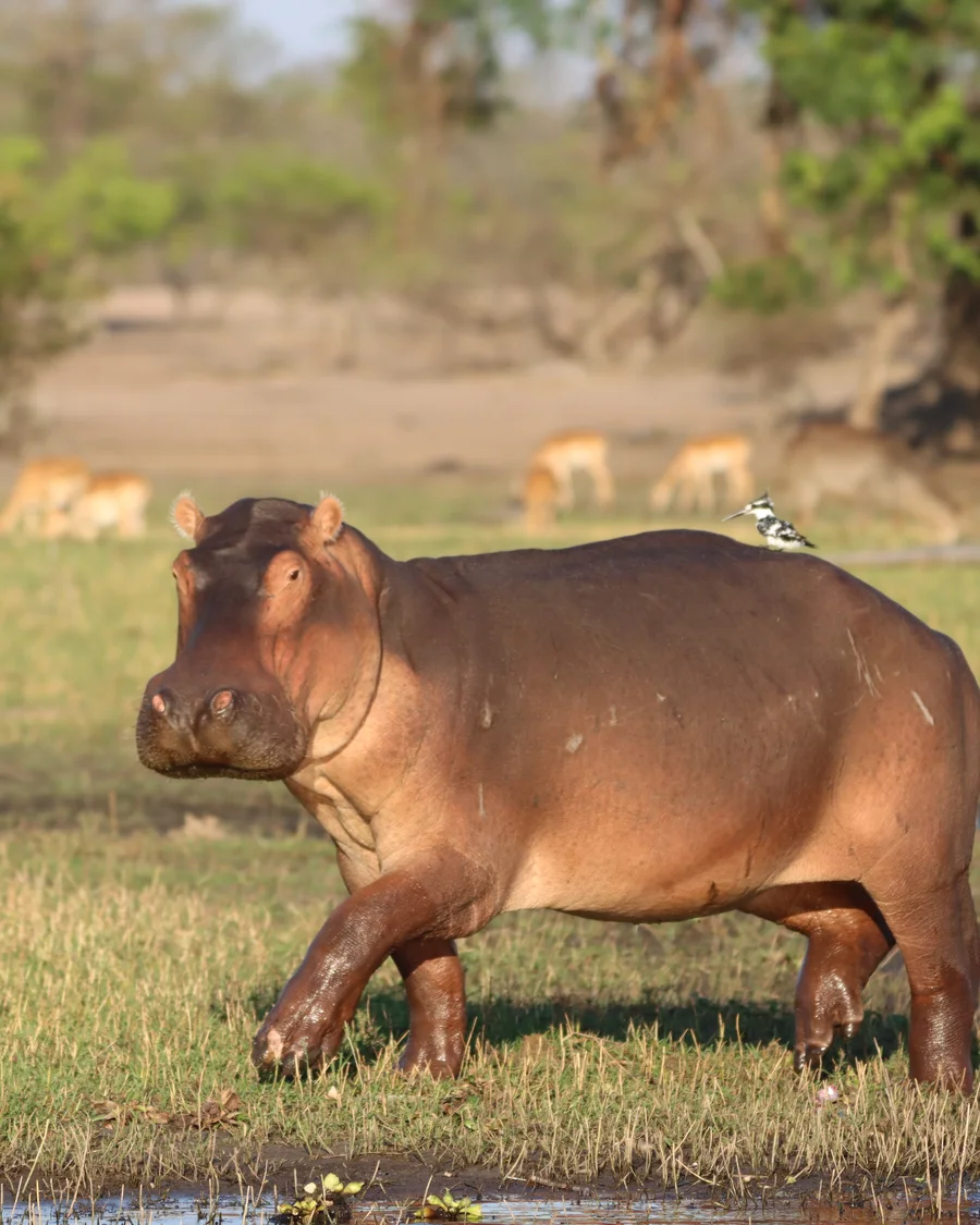 Flusspferd als charakteristische Tierart der Feuchtgebiete von iSimangaliso