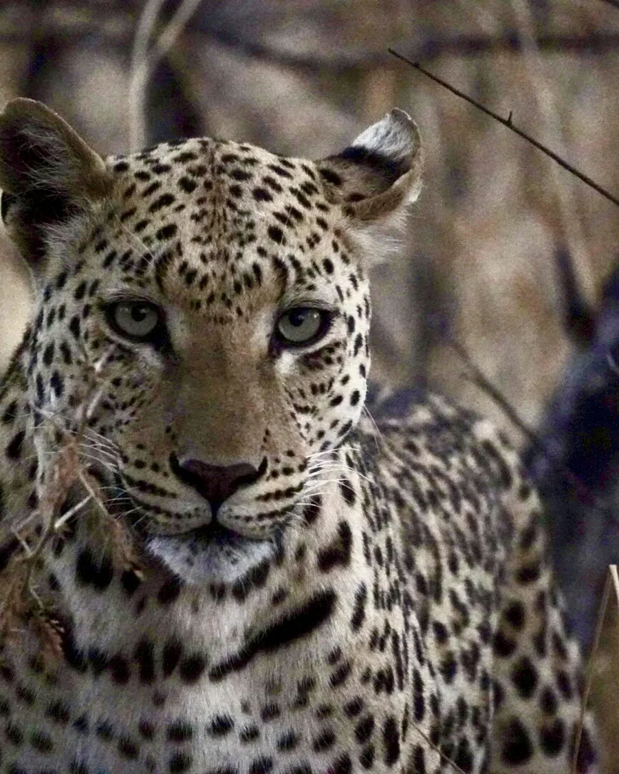 Leopard mit direktem Blick im Busch