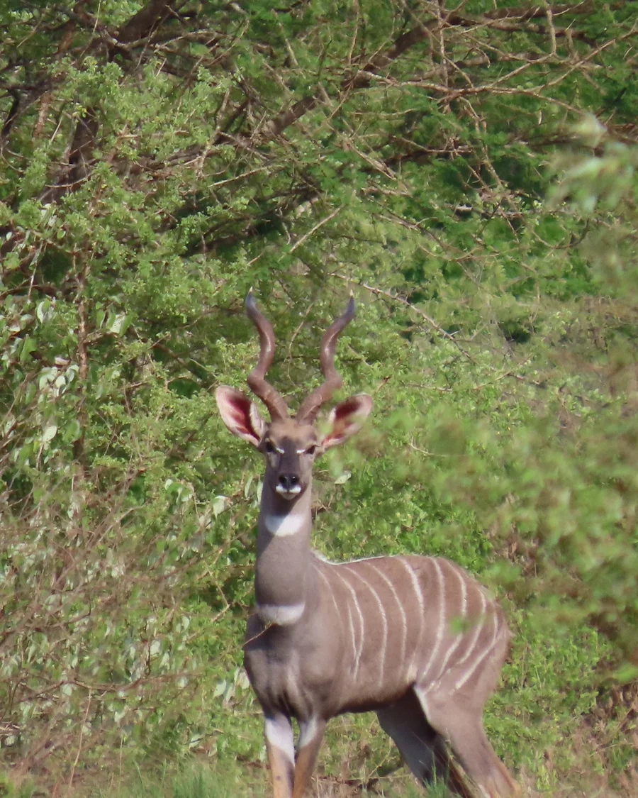 Männlicher Kleiner Kudu im dichten Buschland