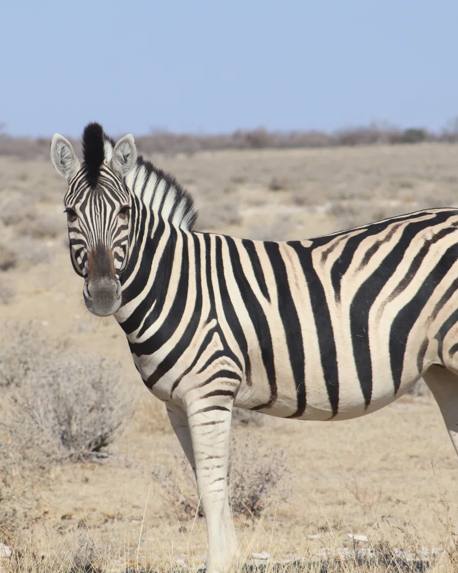 Zebra als Artenporträt; im Mountain Zebra Nationalpark lebt das Kap-Bergzebra