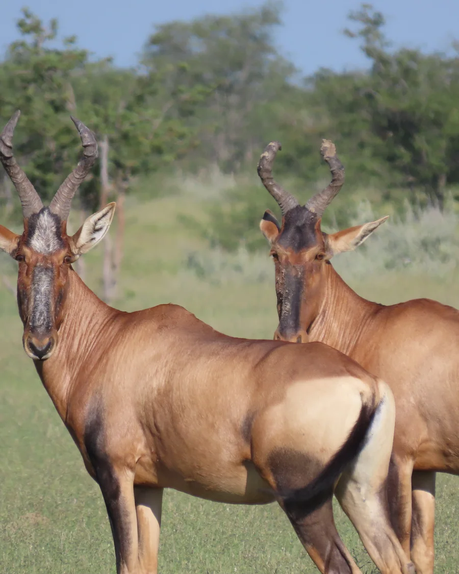 Kuhantilope als Artenporträt für die Karoo-Tierwelt von Camdeboo