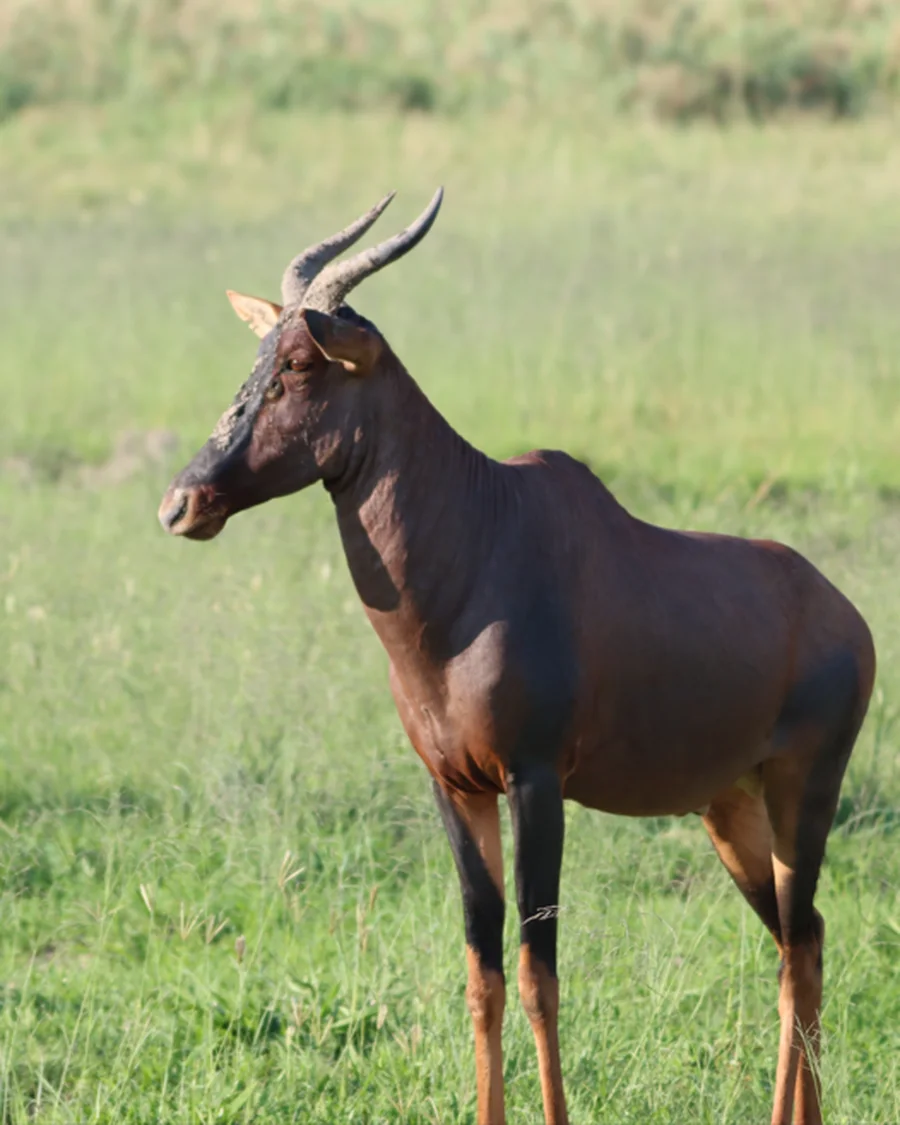 Tsessebe im grünen Grasland