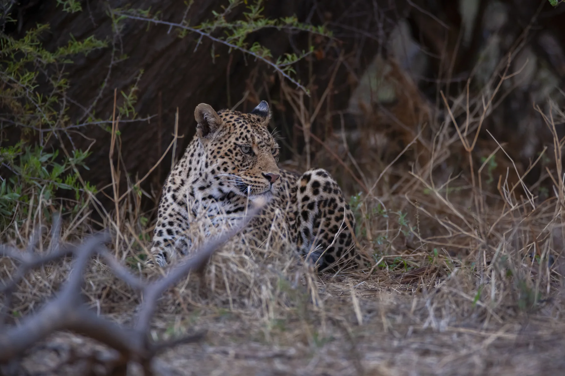 Afrikanischer Leopard im Northern Tuli Game Reserve in Botswana
