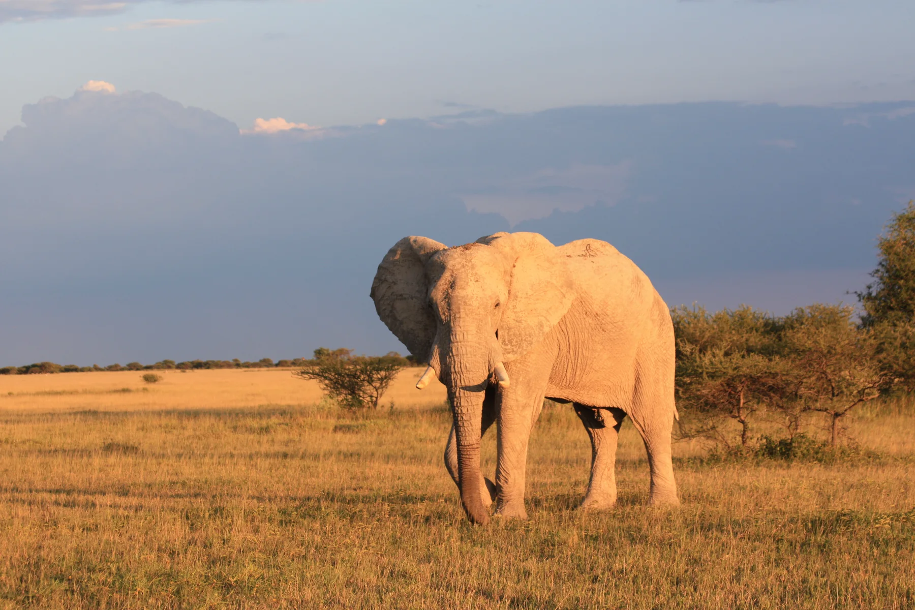 Großer Elefant in der Nxai Pan in Botswana