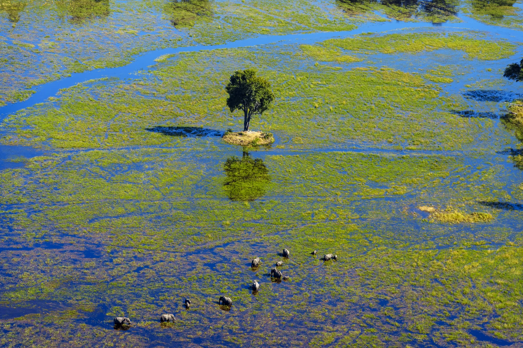 Luftaufnahme von Elefanten in den Wasserflächen des Okavango-Deltas in Botswana