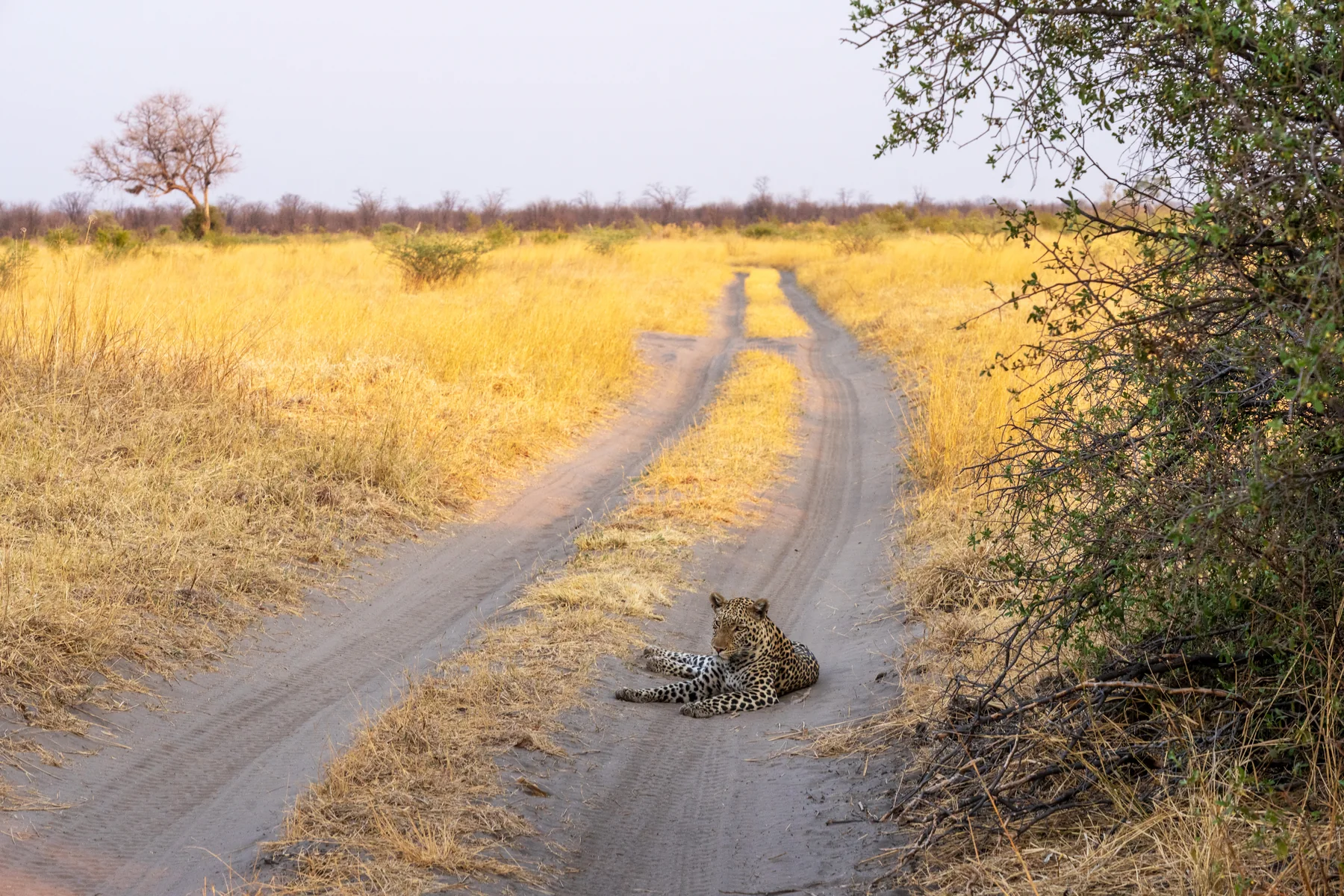 Leopard auf einem Safariweg bei Savuti im Chobe Nationalpark in Botswana